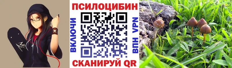 Купить закладки  Злынка  Псилоцибиновые грибы мухоморы 